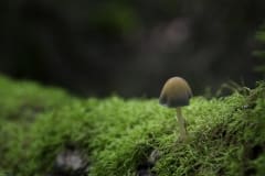 Mica_Cap