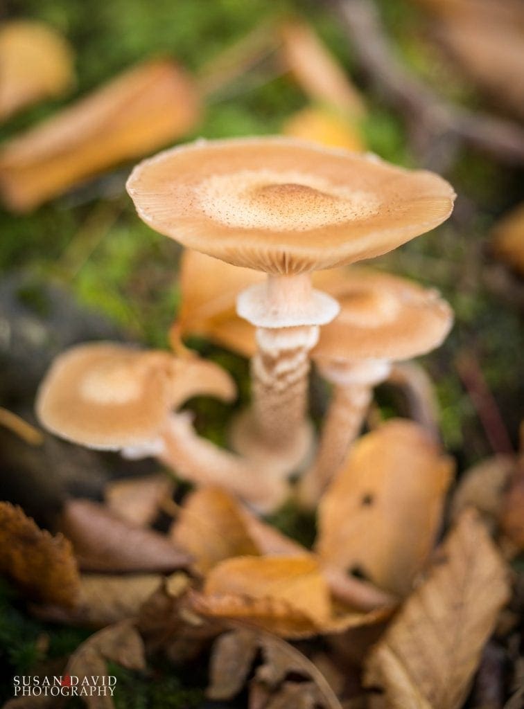 Ring Around the Mushroom