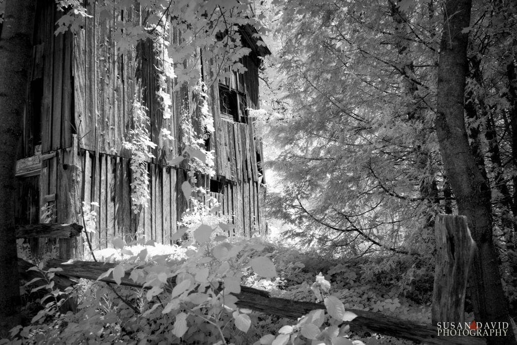 Ivy Covered Barn Infrared
