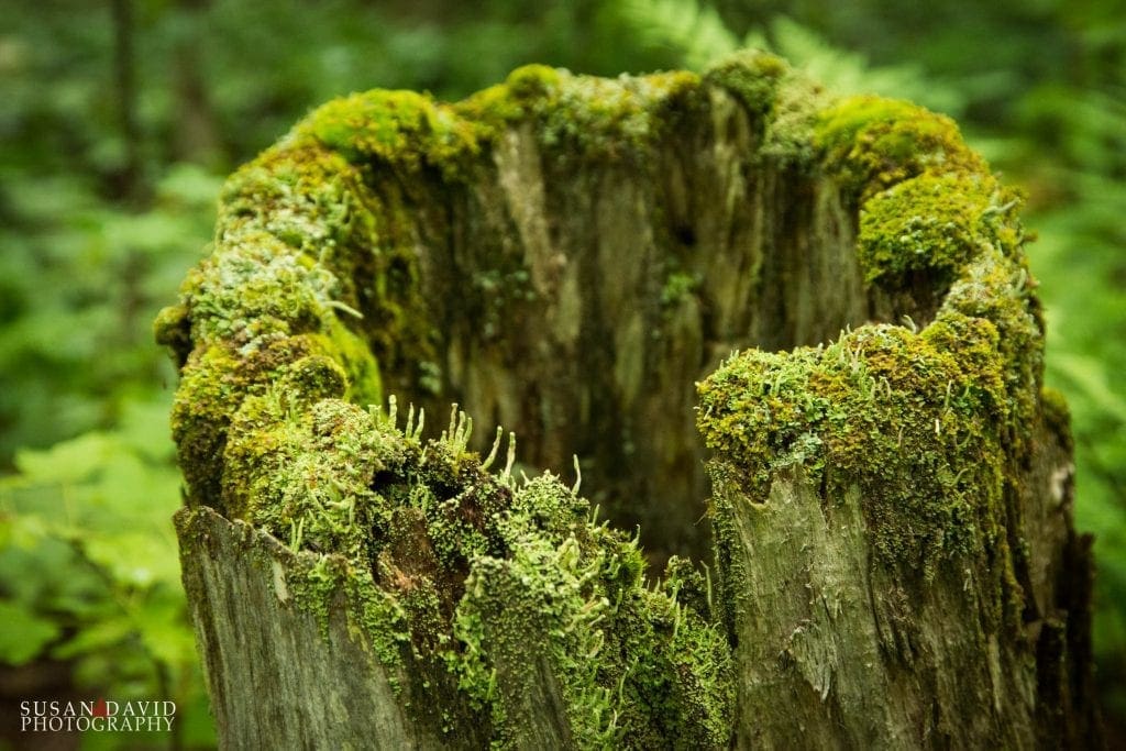 Shroomy Stump
