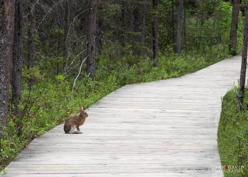 Hare on the Boardwalk