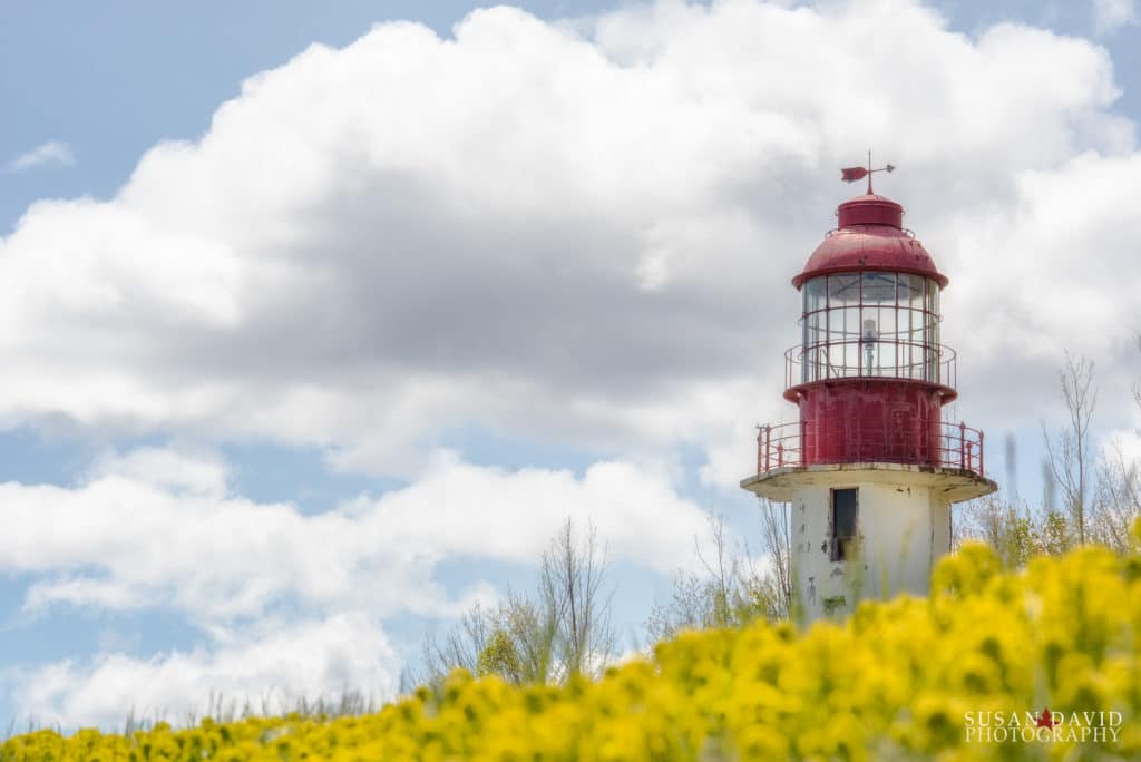 Cabot Head Lighthouse with Wolf's Milk flowers