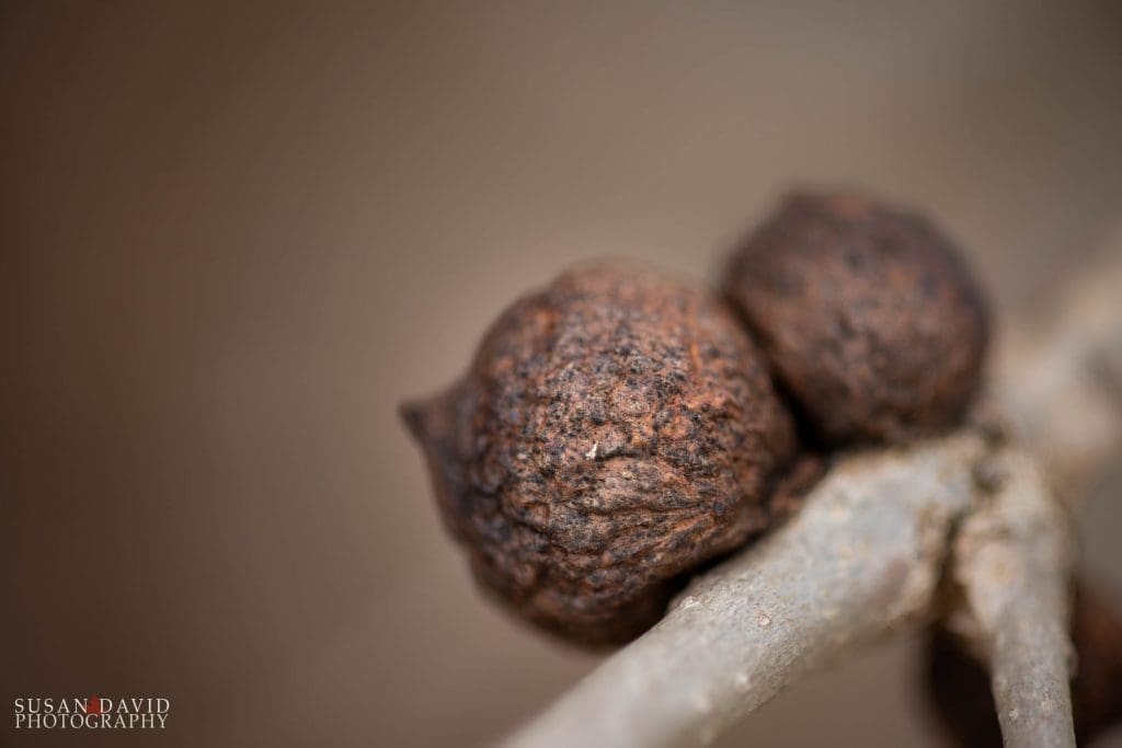 Black Walnut