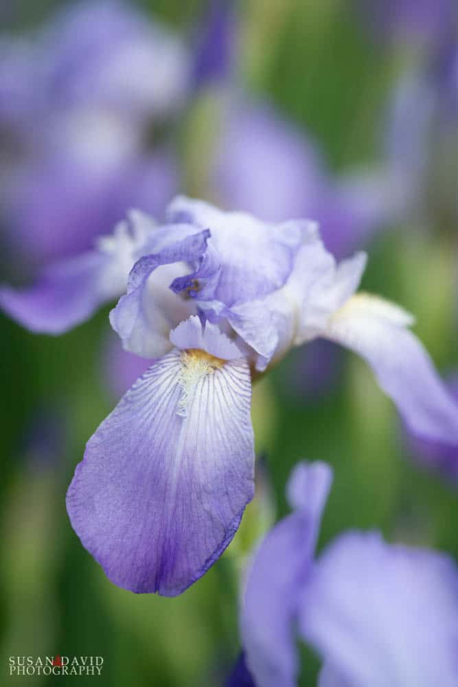 English Iris