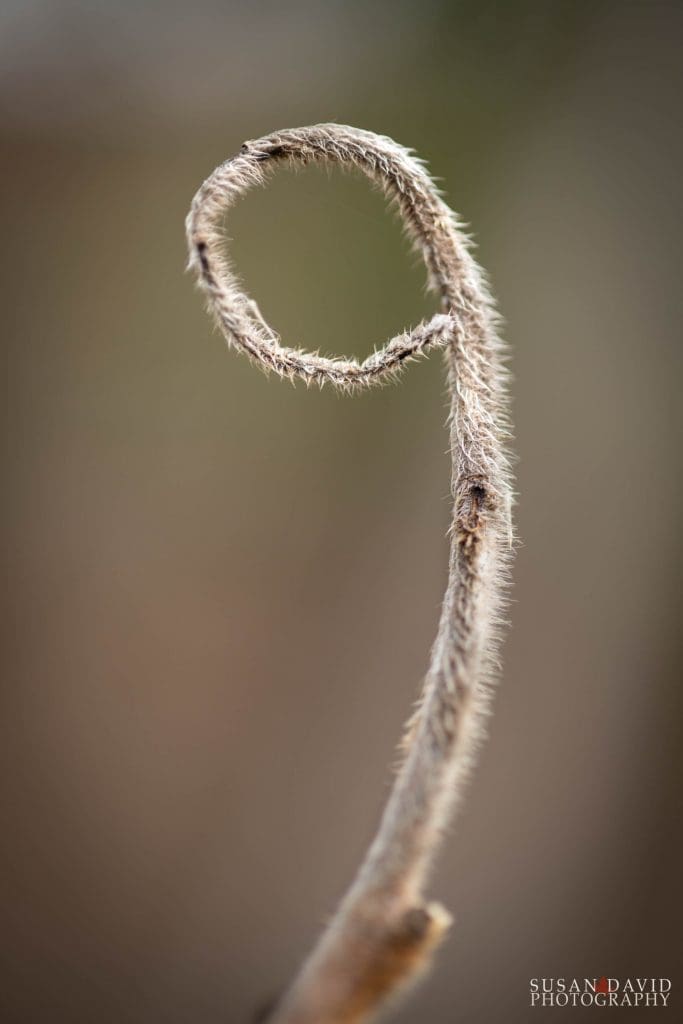 Sumac