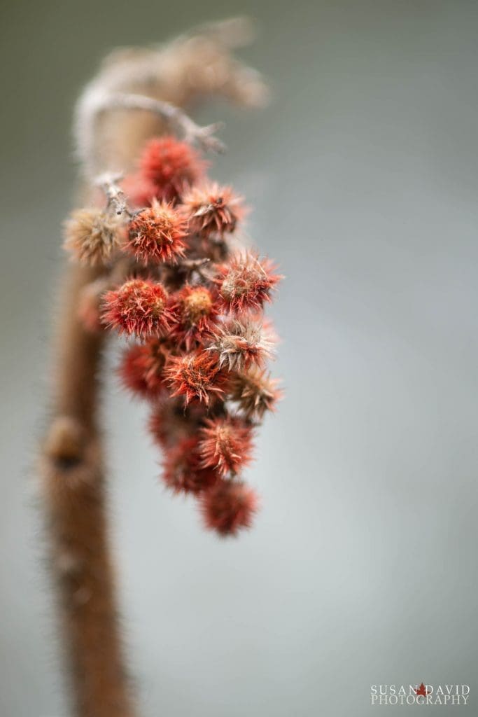 Sumac Flower