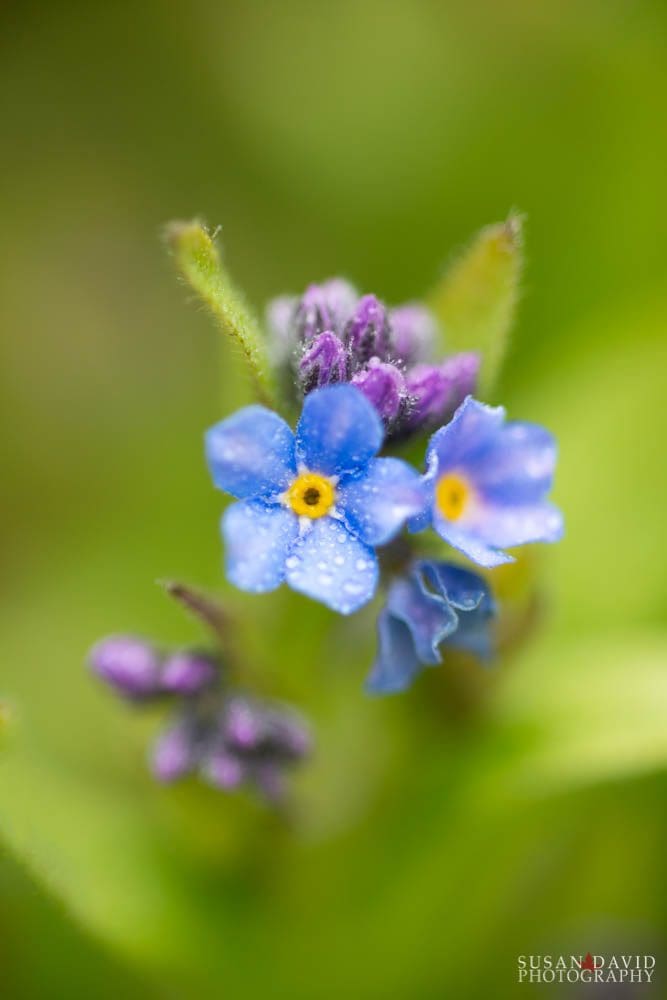 Wet Forget-Me-Nots