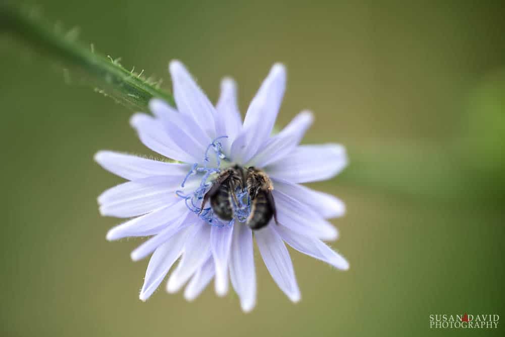 Two Bees on Chicory Flower