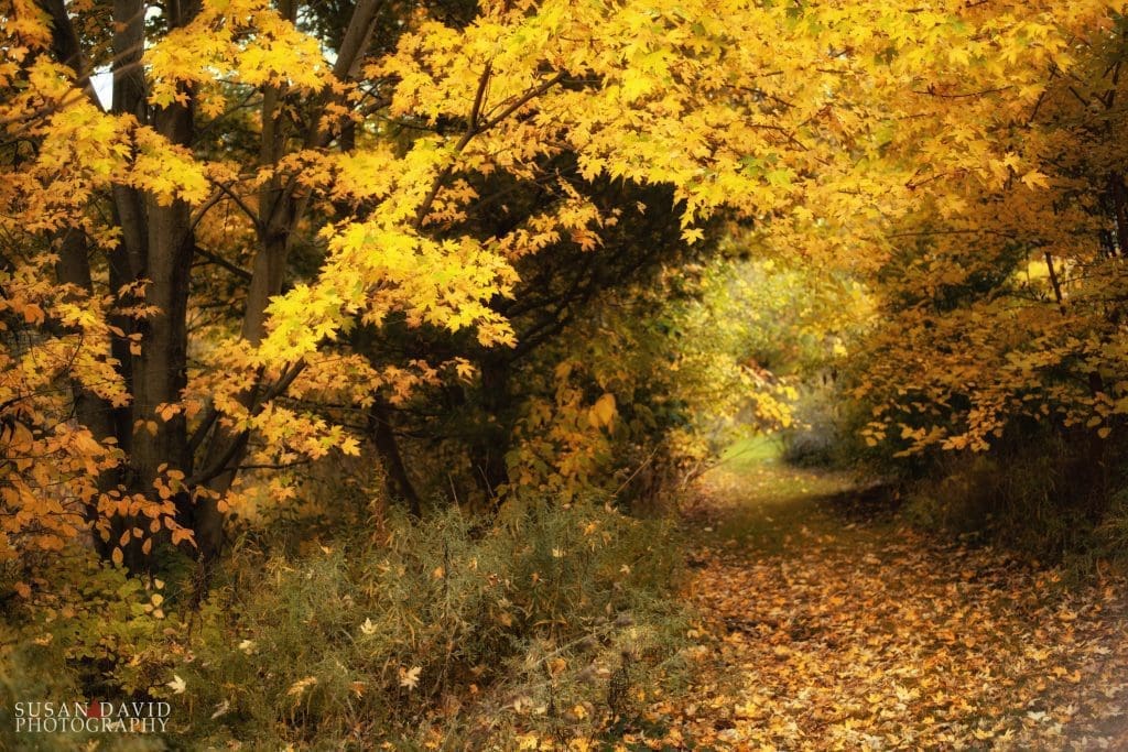 Autumn Creek Path