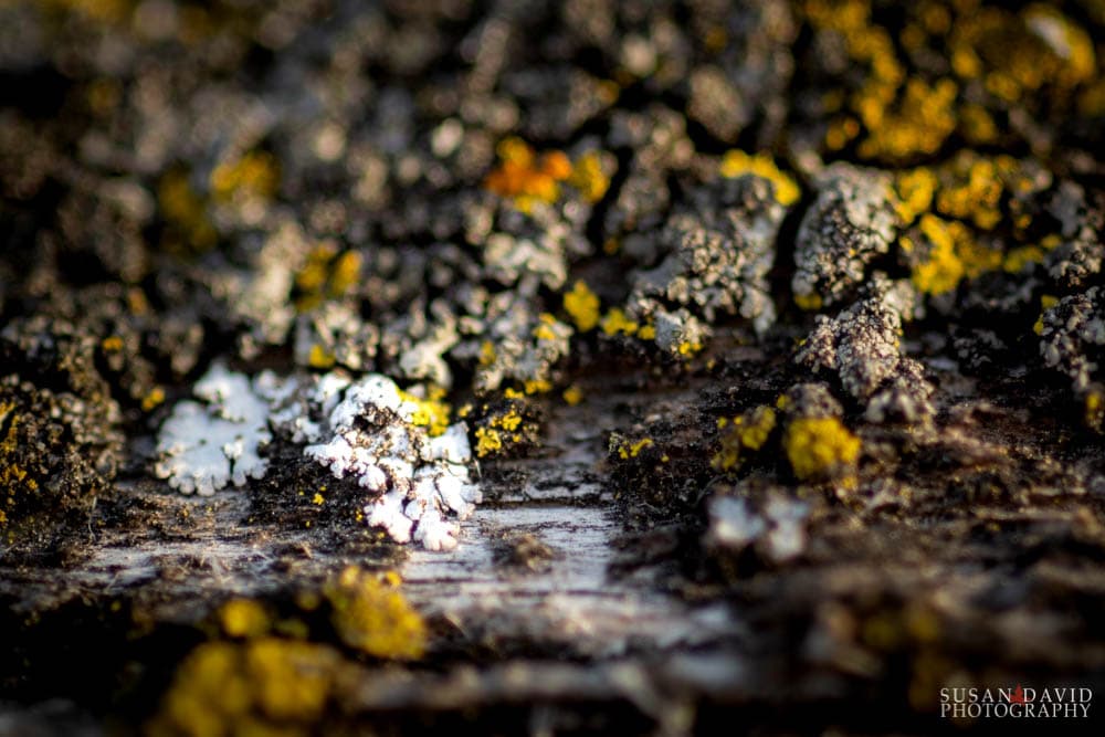 Rosette Lichens