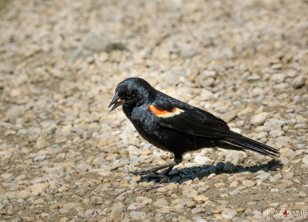 Red-Winged Black Bird