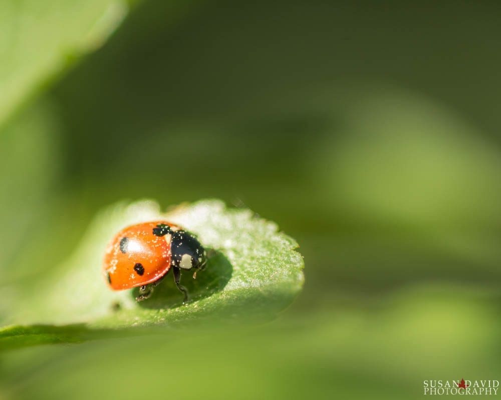 Ladybug on the move